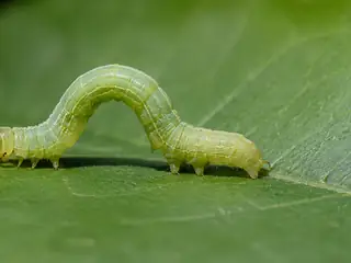 Sâu
