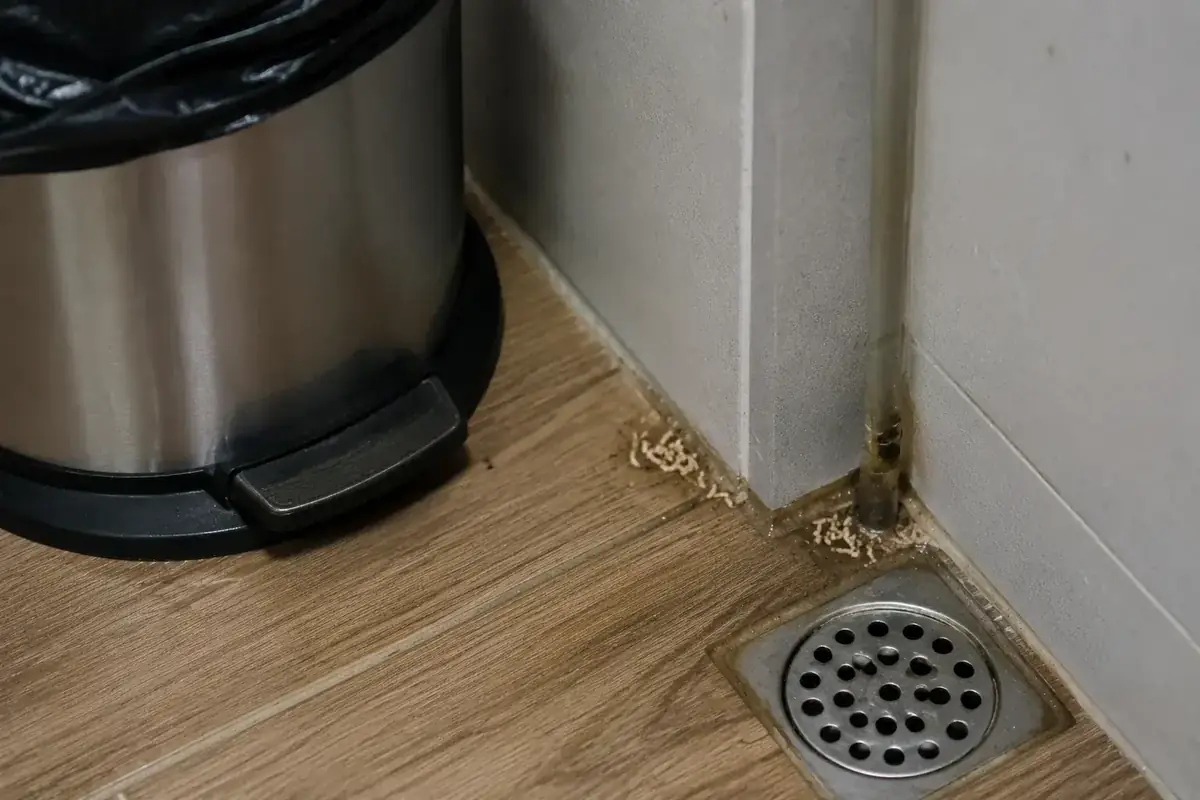 Dòi xuất hiện gần thùng rác và khu vực ẩm